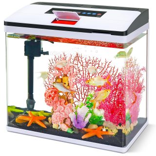 Best Betta Fish Tanks