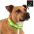 Blazin' Bison BB-LEDCollar