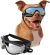 Enjoying Dog Goggles